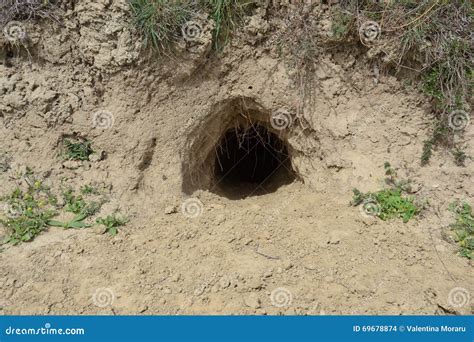 Tortoise Shelter Stock Photo Image Of Lair Carapace 69678874