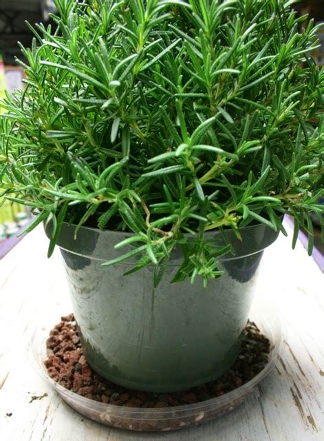 My Gardening Notes How To Grow Rosemary Indoors