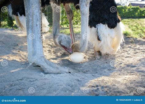 Ostrich Struthio Camelus Takes Care Of Their Egg In Nest Stock Image