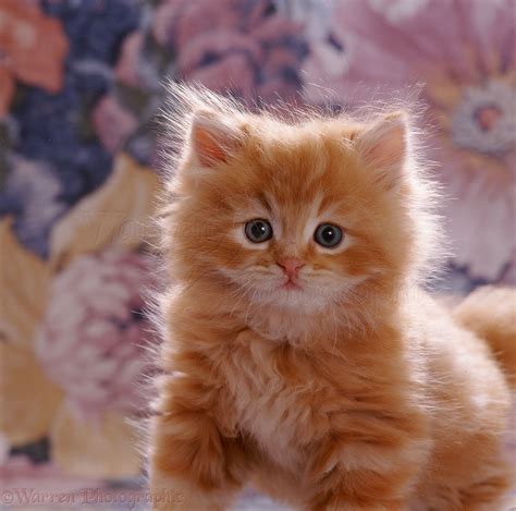 Ginger Kitten Portrait Photo Wp13866