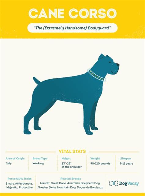 Cane Corso Male Weight Chart