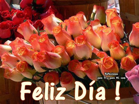 Buenos Deseos Para Ti Y Para MÍ Feliz Día Bellas Rosas Color Coral