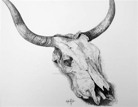Cow Skull Drawing At Explore Collection Of Cow