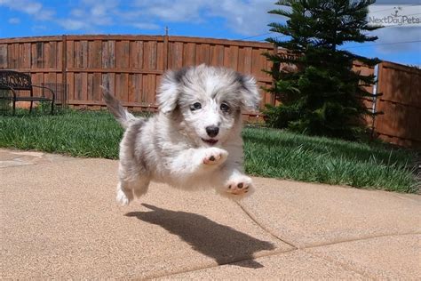 If you are looking to adopt or buy a aussie take a look here! Willow: Aussiedoodle puppy for sale near San Diego, California. | ca2bb11a-3d01