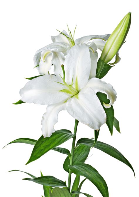 Lilys Site White Lilies Clipart Best White Lily Flower Lily Images White Lilies