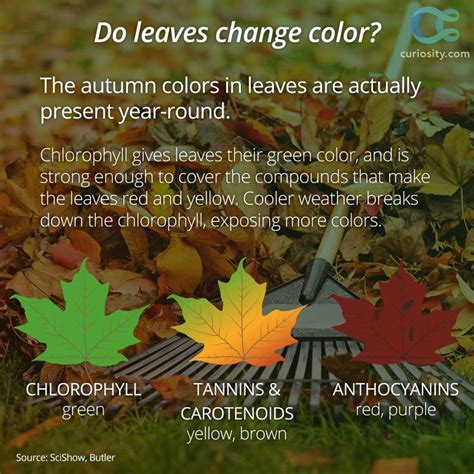 27 Best Images About Fun Fall Facts On Pinterest Bright