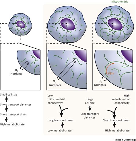 Mitochondrial Function And Cell Size An Allometric Relationship