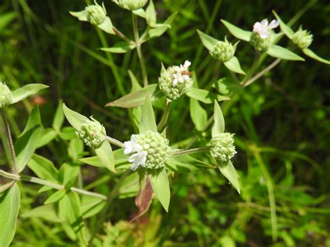 Wildflower Virginia Mountain Mint Pycnanthemum Virginianum Mon