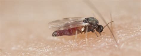 Small Blood Drinking Fly The Blandford Fly Fantastic Pest Control