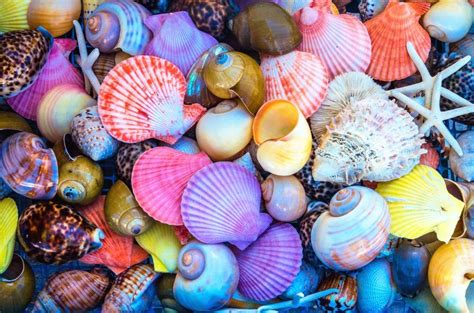 Colorful Sea Shells Jigsaw Puzzle Sea Shells Wall Prints Beach Print