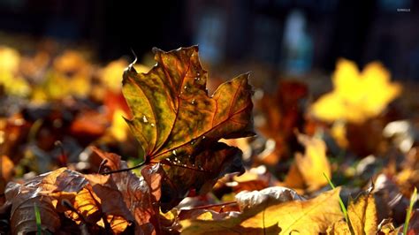 Dry Autumn Leaves Wallpaper Nature Wallpapers 15504