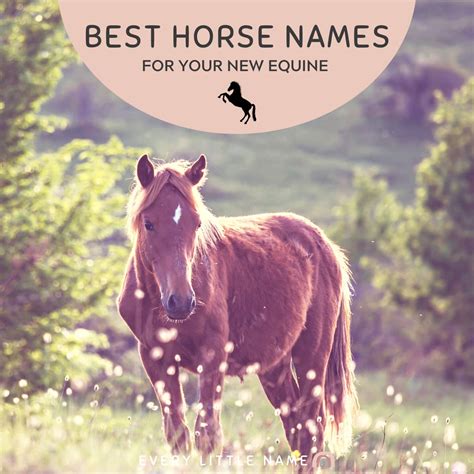 350 Best Horse Names Every Little Name