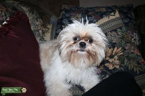 13 Month Male Shih Tzu Stud Dog In Texas The United States Breed