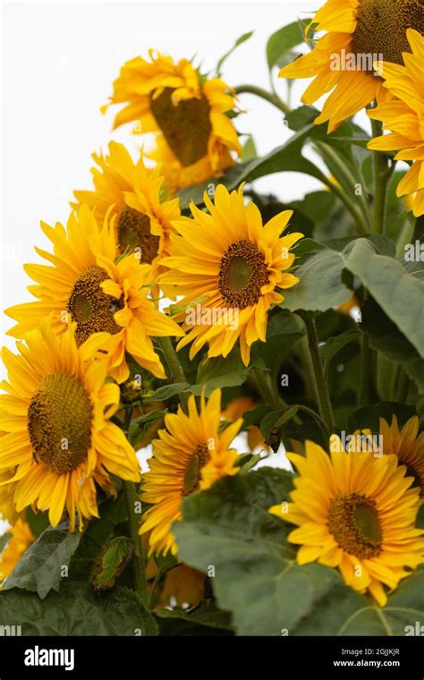 Common Sunflower Helianthus Annuus Stock Photo Alamy