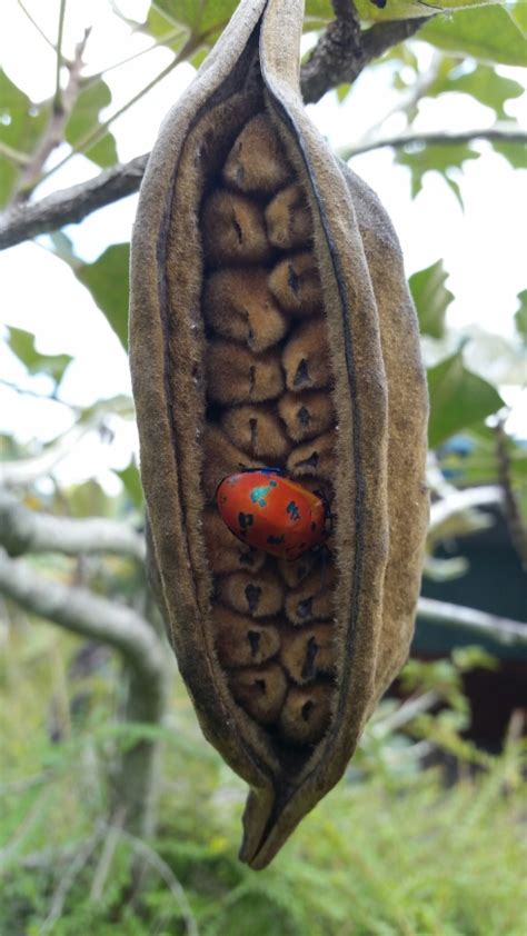 Jewel Beetles Wannabe Entomologist