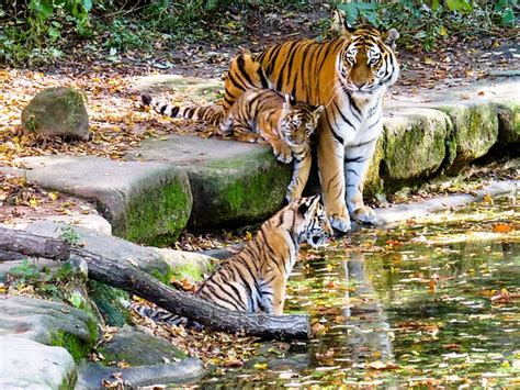 The Secret Life Of Tigers Their Behaviors And Habits Travlean