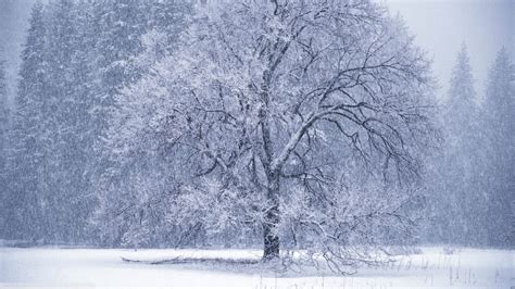 Wallpaper Trees Landscape White Nature Branch Ice Mist Frost