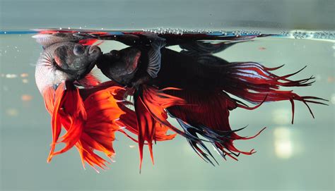 Betta Siamese Fighting Fish Underwater Tropical Psychedelic Wallpaper