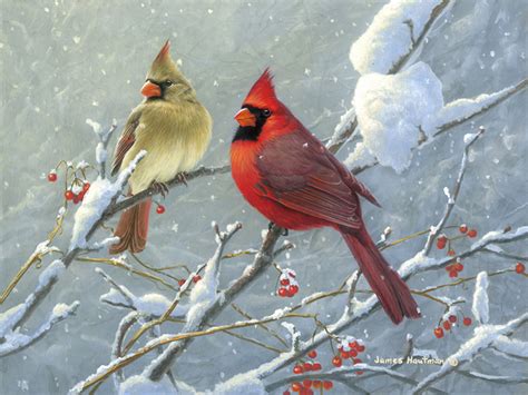 Cardinals In The Snow Wallpaper 58 Images