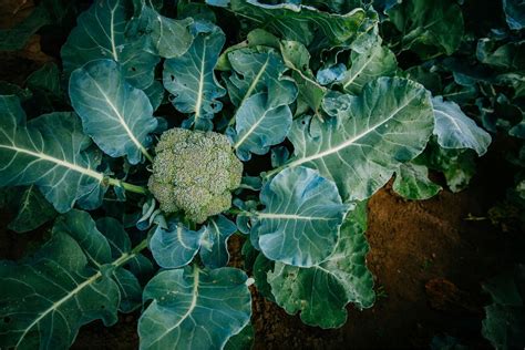 Growing Broccoli How To Sow Harvest And Grow Broccoli Better Homes