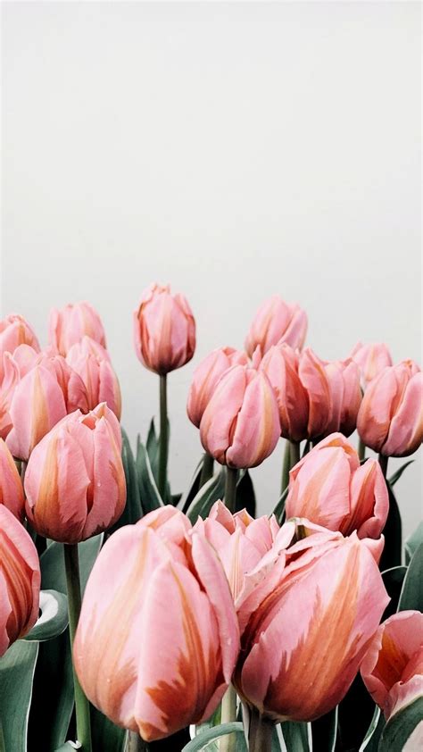 Tulip Iphone Wallpapers Wallpaper Cave