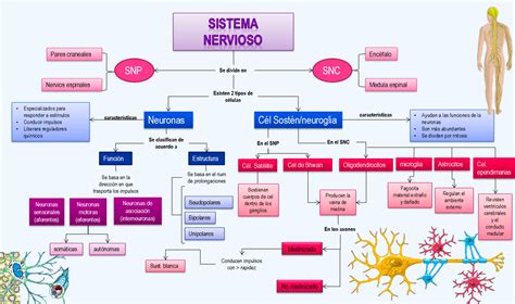 Mapa Conceptual Del Sistema Nervioso Resumen Sistema Nervioso Images