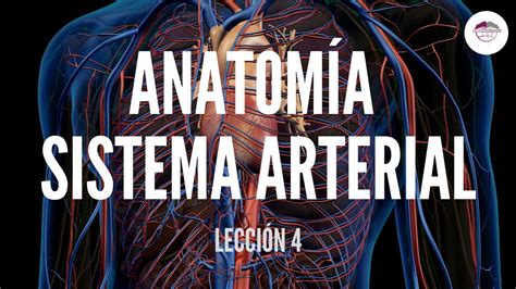 4 AnatomÍa Sistema Arterial Estructura Y FunciÓn Del Sistema