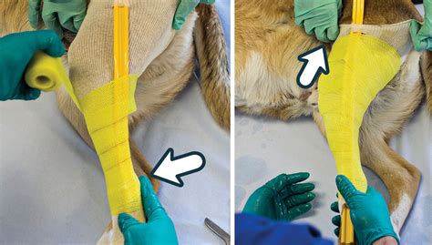 4 Tips The Perfect Dog Brace Cast