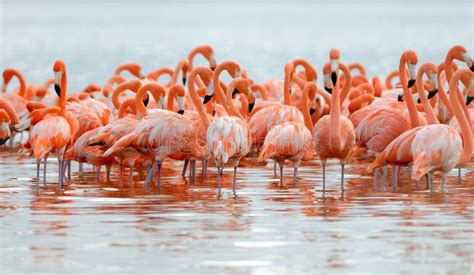 Flock Of Greater Flamingos Stock Photo Image Of Aviary 58308596