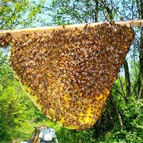 Online Natural Beekeeping Course Into The Blue