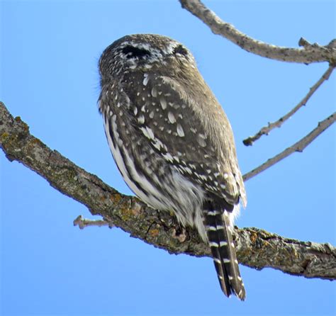 Northern Pygmy Owl