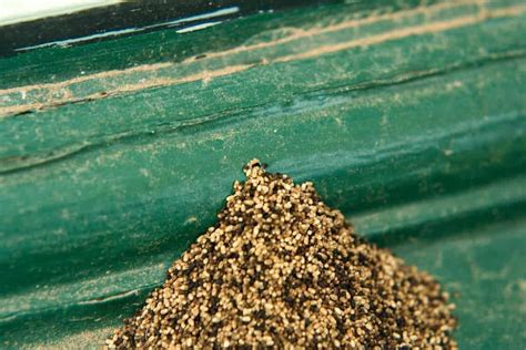 Termite Frass Termites Info