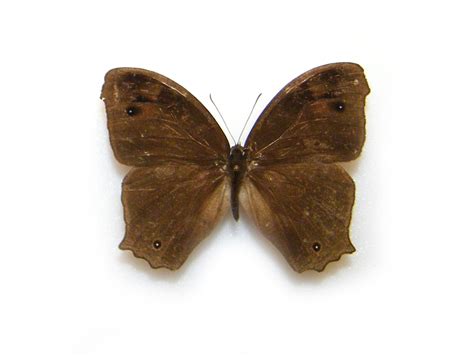 Melanitis Pyrrha Indonesia World Of Butterflies And Moths