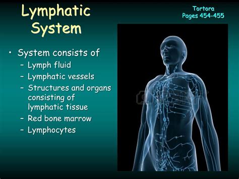 Ppt Lymphatic And Immune System Powerpoint Presentation Free