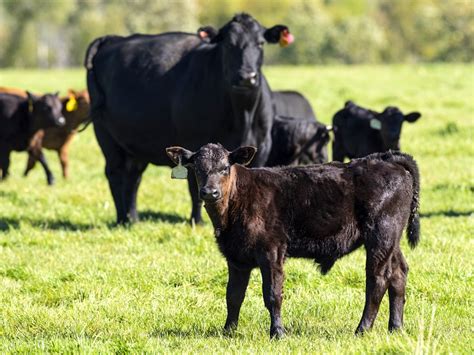 New Mentorship Program Looks To Connect Angus Breeders Manitoba Co