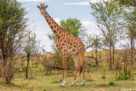 Serengeti Masai Giraffe Serengeti National Park Tanzania 2020