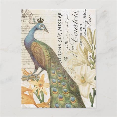 Vintage French Peacock Floral Postcard Zazzle