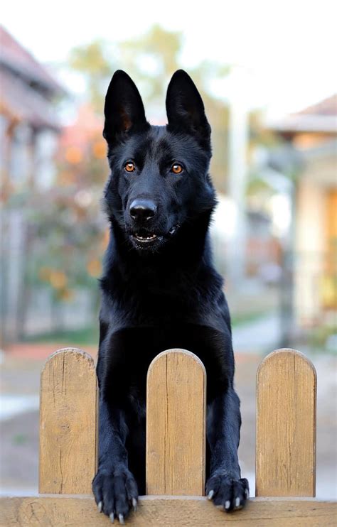 El Pastor Alemán Negro Una Guía De Este Raro Perro Rencana