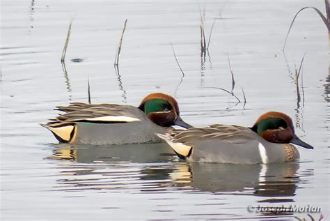 Eurasian And American Green Winged Teal Birdforum