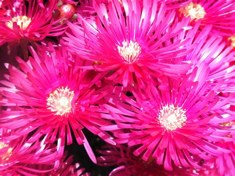 See pink flowers background stock video clips. Bright Pink Flowers wallpaper | 1024x768 | #66315