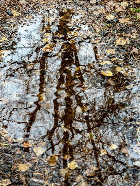 Trees Are Reflected In An Autumn Puddle Stock Photo Image Of