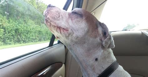 Viral Photo Of Dogs Last Car Ride Popsugar Pets