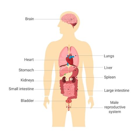 Interne Organen Realistische Anatomie Van Het Menselijk Lichaam My Xxx Hot Girl