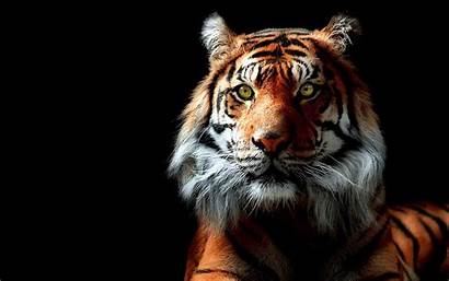 Tiger 3d Animal Walldiskpaper Sabina January Under