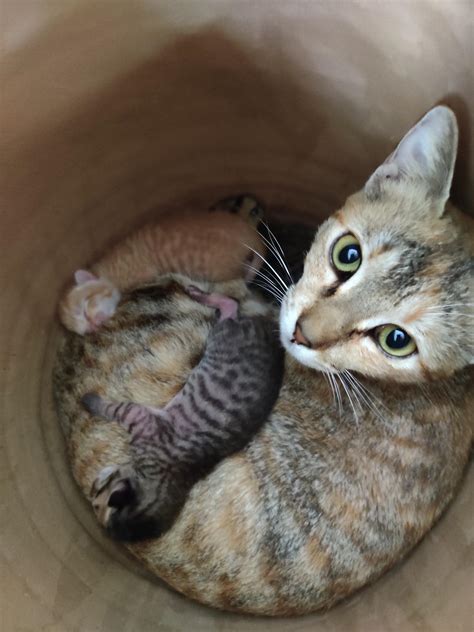 This Beautiful Cat Gave Birth To 3 Kittens In Our Backyard Rcats