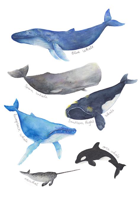 Whale Wall Art Whale Print Nursery Prints Kids Room Decor Etsy