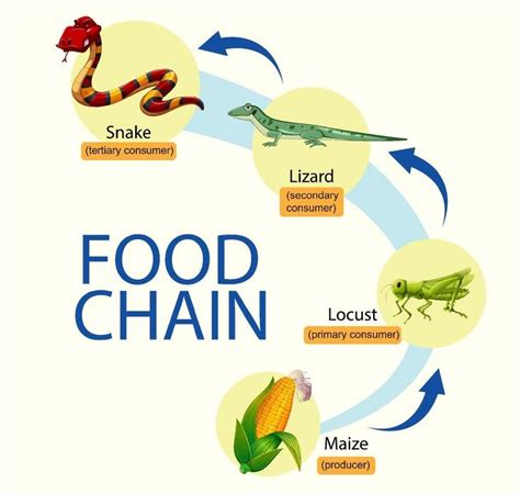The Food Chain Is Labeled In Several Different Languages Including