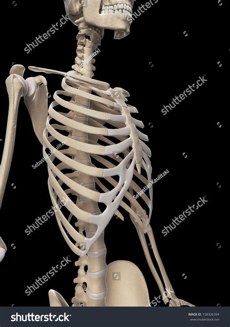 Medical Illustration Rib Cage Stock Illustration 158326394 Shutterstock