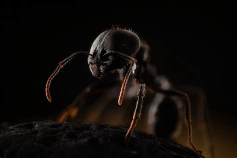 Animal Ant 4k Ultra Hd Wallpaper