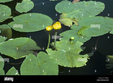 Yellow Water Lily Nuphar Lutea Nymphaeaceae Stock Photo Alamy
